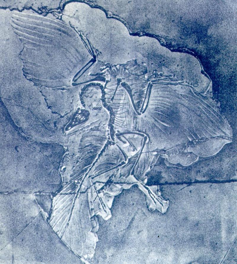 Archaeopteryx_J01-German_fossil.jpg [1/1]; DISPLAY FULL IMAGE.