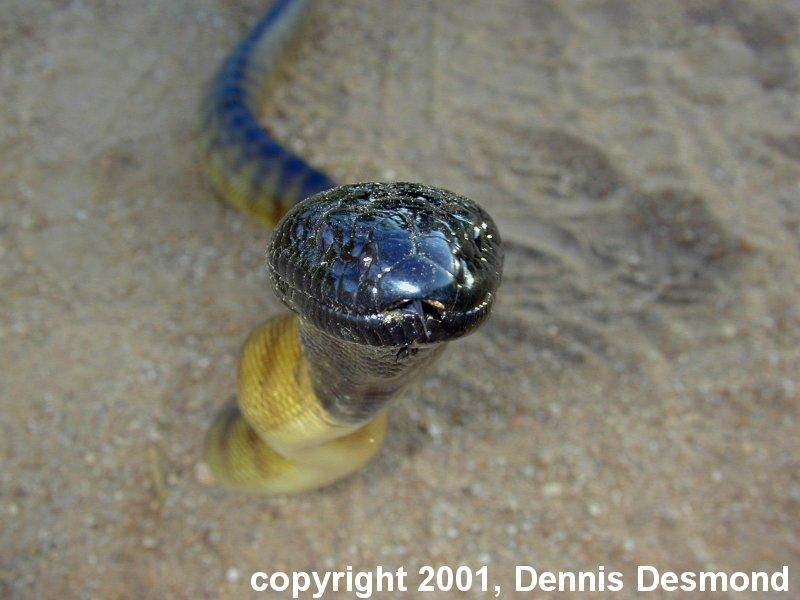 Trip to OZ - Black-headed Python (Aspidites melanocephalus); DISPLAY FULL IMAGE.