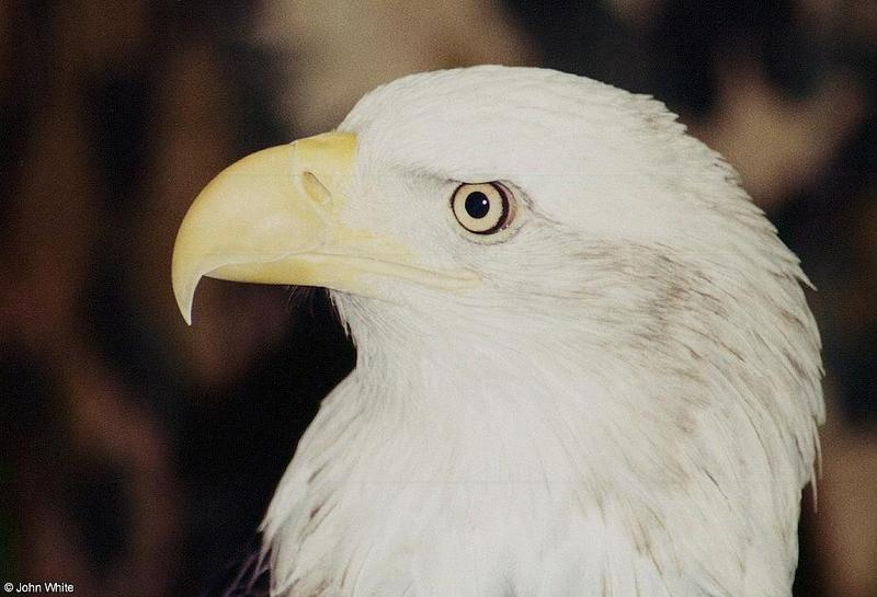 Bald Eagle (Haliaeetus leucocephalus)3; DISPLAY FULL IMAGE.