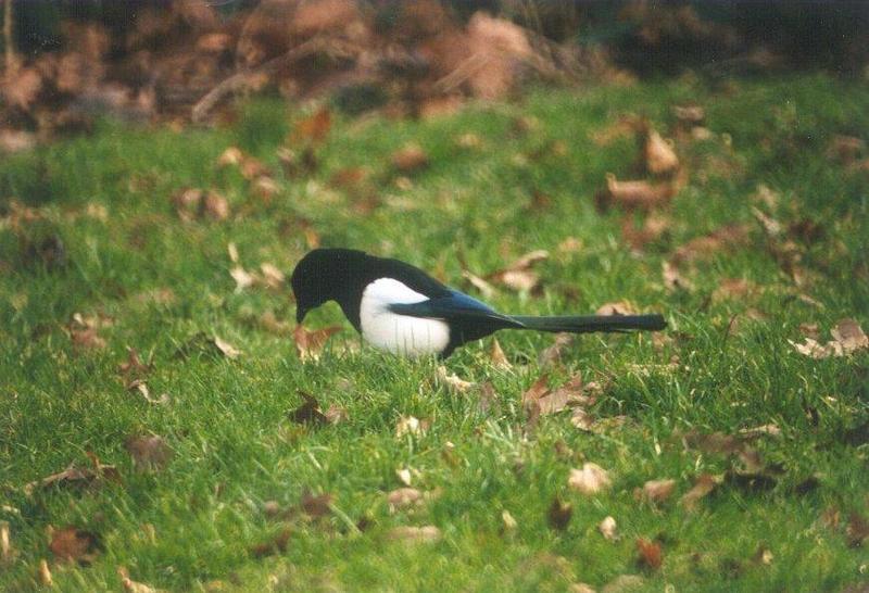 Re: REQ: magpies -- European Magpie; DISPLAY FULL IMAGE.