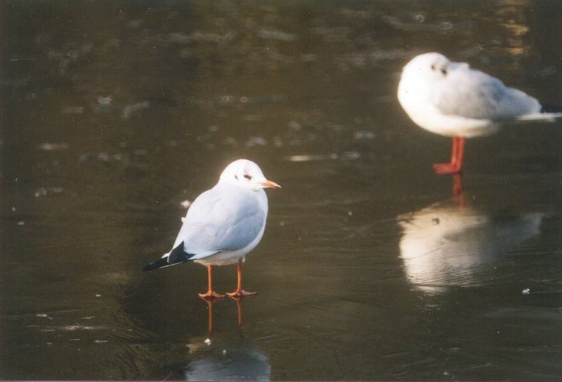 Re: Looking for bird pix! - blackheaded_gulls.jpg; DISPLAY FULL IMAGE.