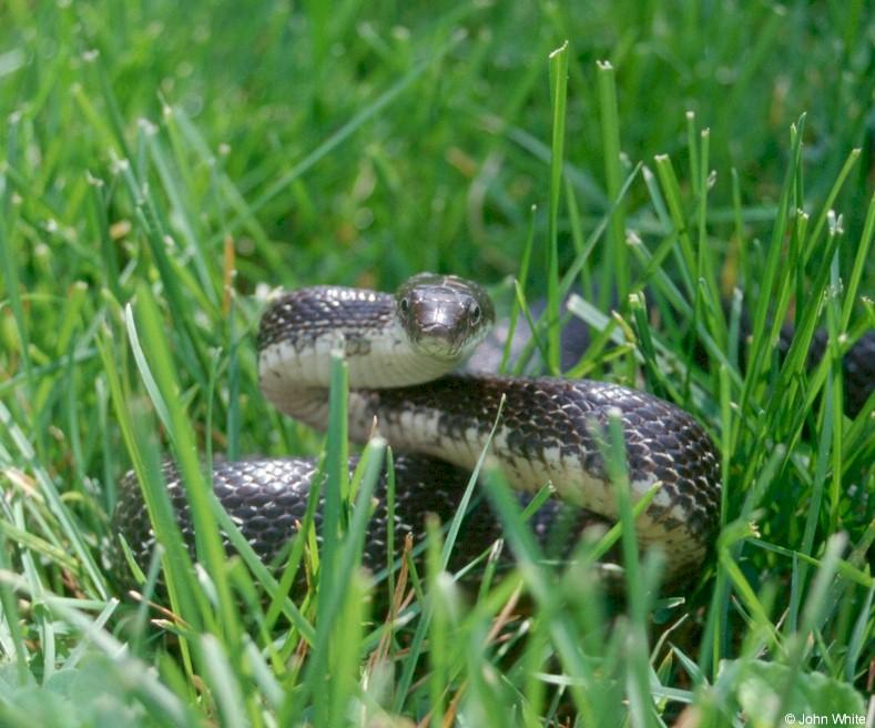 Blackrat Snake (Elaphe obsoleta obsoleta) in the grass 2; DISPLAY FULL IMAGE.
