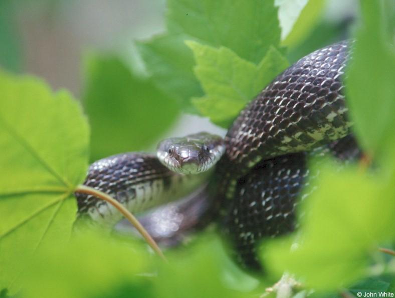 Black rat snake (Elaphe obsoleta obsoleta) in a tree 1; DISPLAY FULL IMAGE.