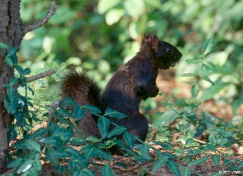 Black Squirrel and Acorn; DISPLAY FULL IMAGE.