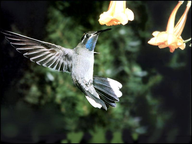 Hummingbird - Blue-throated Hummingbird 15; DISPLAY FULL IMAGE.