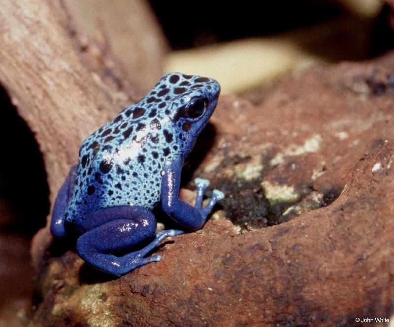 Blue Dart Frog; DISPLAY FULL IMAGE.