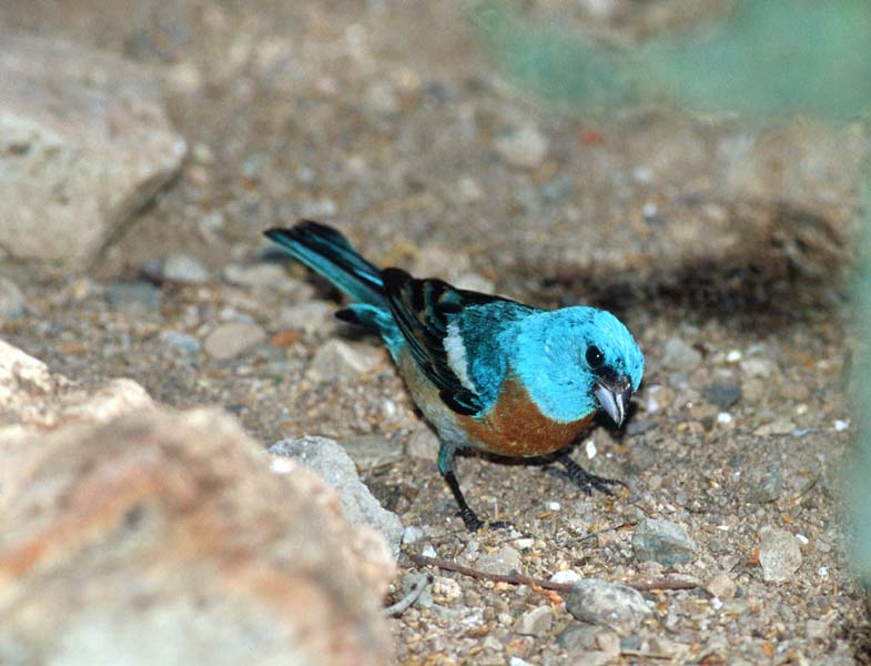 Bird with Blue Head ? - Lazuli bunting (Passerina amoena); DISPLAY FULL IMAGE.