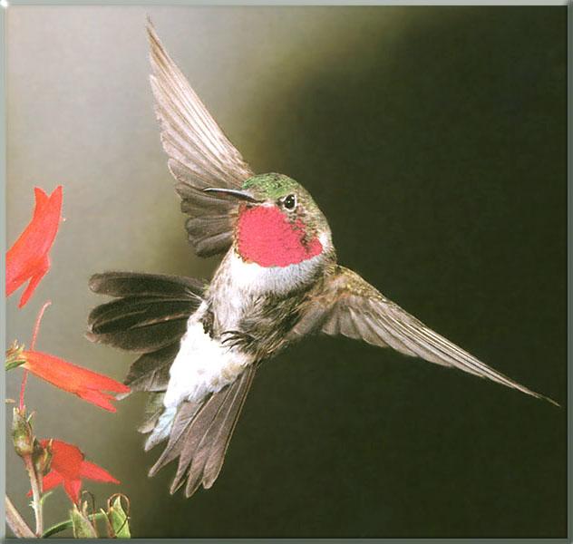 Hummingbird - Broad-tailed Hummingbird 20; Image ONLY