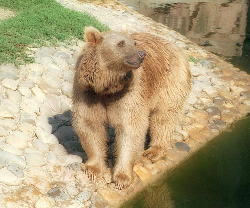 Couple o' bears rescanned - Heidelberg Zoo, Summer 2000; DISPLAY FULL IMAGE.