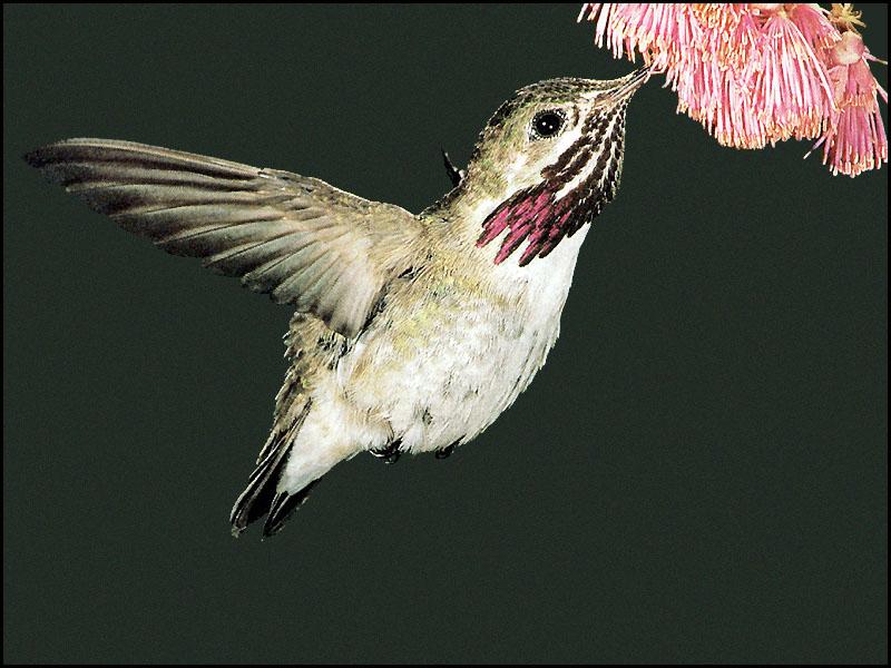 Hummingbird - Calliope Hummingbird 16; DISPLAY FULL IMAGE.