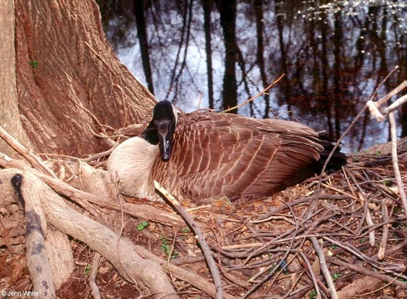 Canada Goose Mother 2; DISPLAY FULL IMAGE.