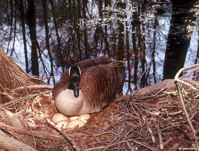 Canada Goose Mother 3; DISPLAY FULL IMAGE.