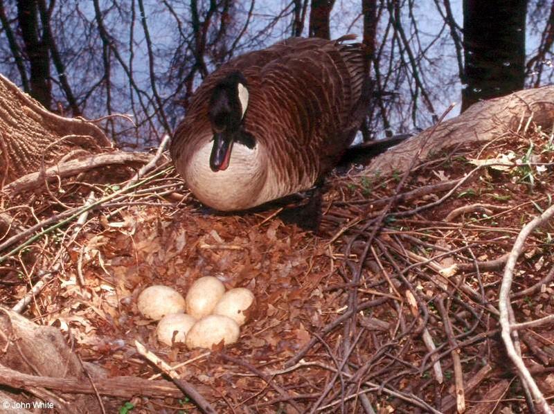 Canada Goose Mother 4; DISPLAY FULL IMAGE.