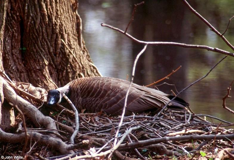 The Canada Goose Mother 1; DISPLAY FULL IMAGE.