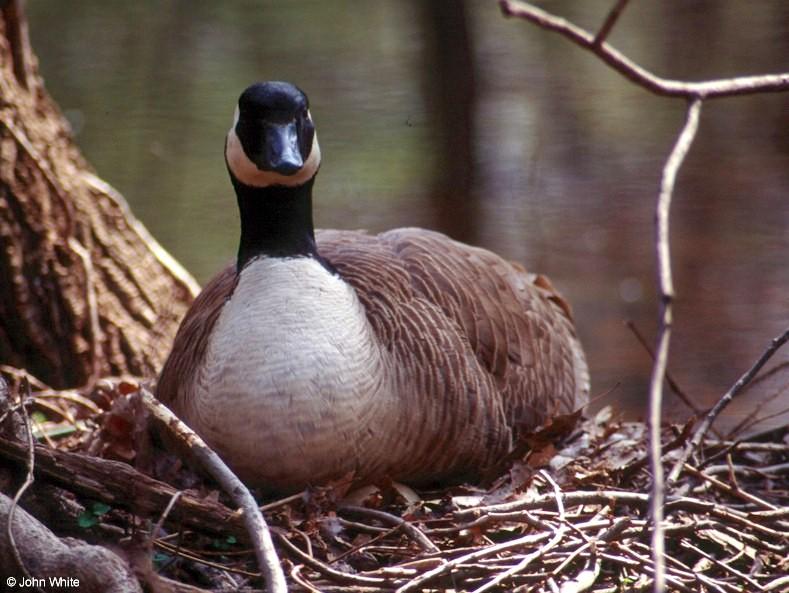 Canada Goose Mother 5; DISPLAY FULL IMAGE.