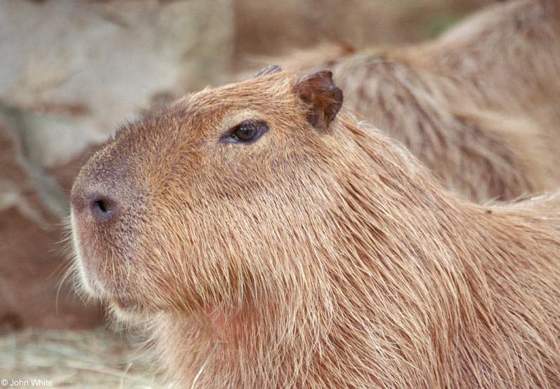 capybara; DISPLAY FULL IMAGE.