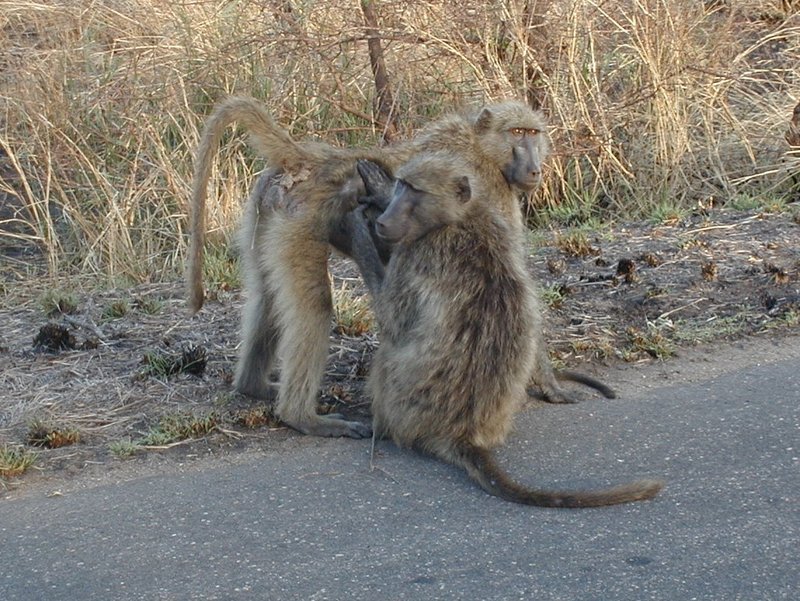 chacma baboon - Papio ursinus; DISPLAY FULL IMAGE.