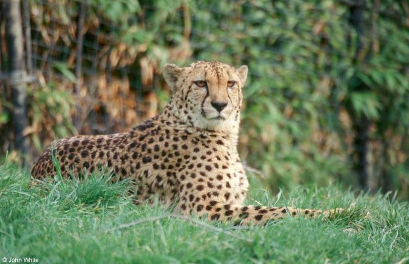 Cheetah #2; DISPLAY FULL IMAGE.