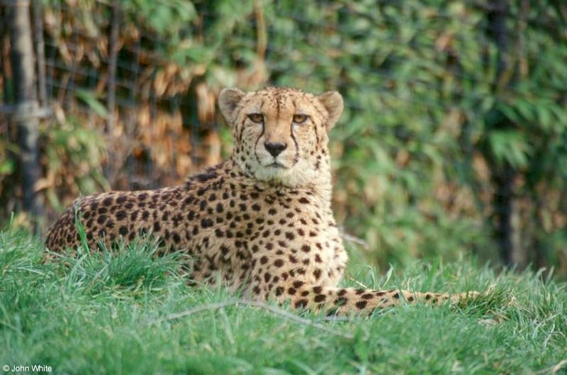 Cheetah #3; DISPLAY FULL IMAGE.