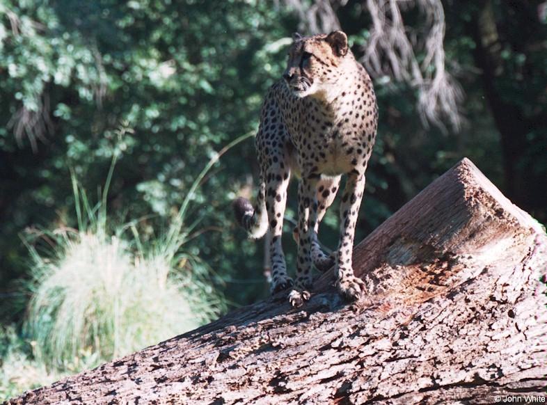 cheetah 4; DISPLAY FULL IMAGE.