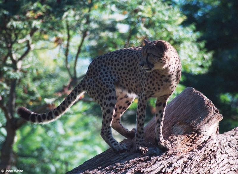 cheetah 5; DISPLAY FULL IMAGE.