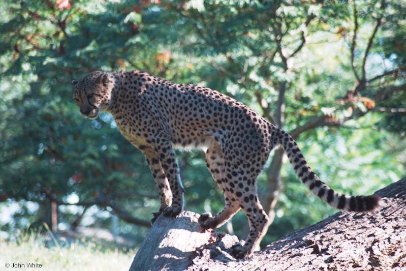 cheetah 8; DISPLAY FULL IMAGE.