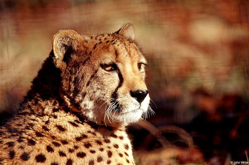 Cheetah close-up; DISPLAY FULL IMAGE.