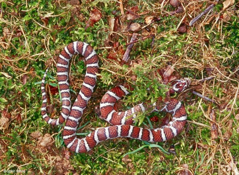 Coastal Plains Milk Snake; DISPLAY FULL IMAGE.