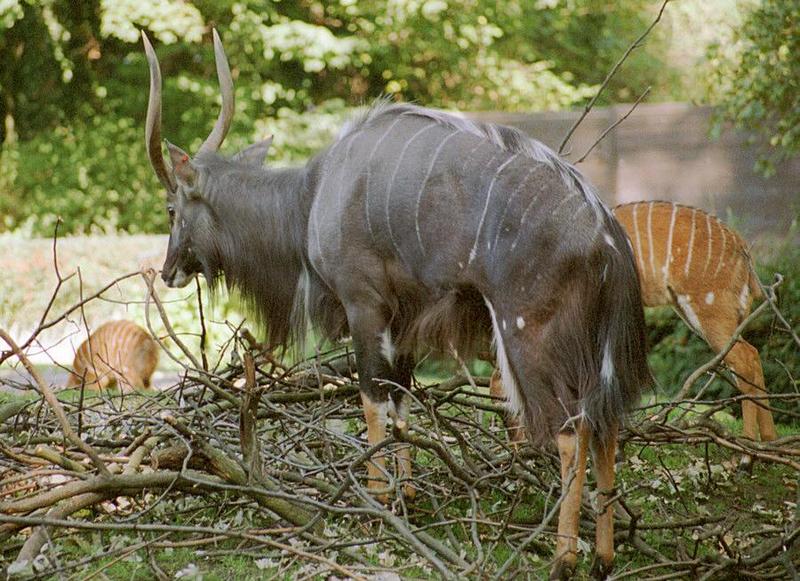 As promised - Here's Nyala Daddy from Hannover Zoo - and a cute tiger pic to come; DISPLAY FULL IMAGE.
