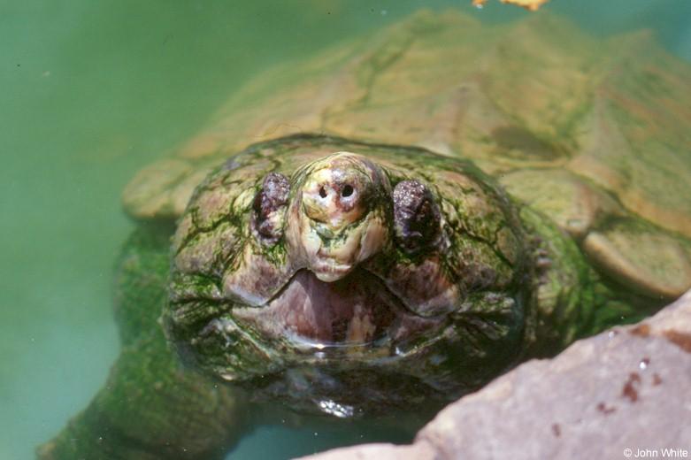 Snapping Turtle 1; DISPLAY FULL IMAGE.