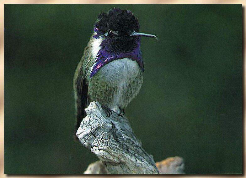 Hummingbird - Costa's; DISPLAY FULL IMAGE.