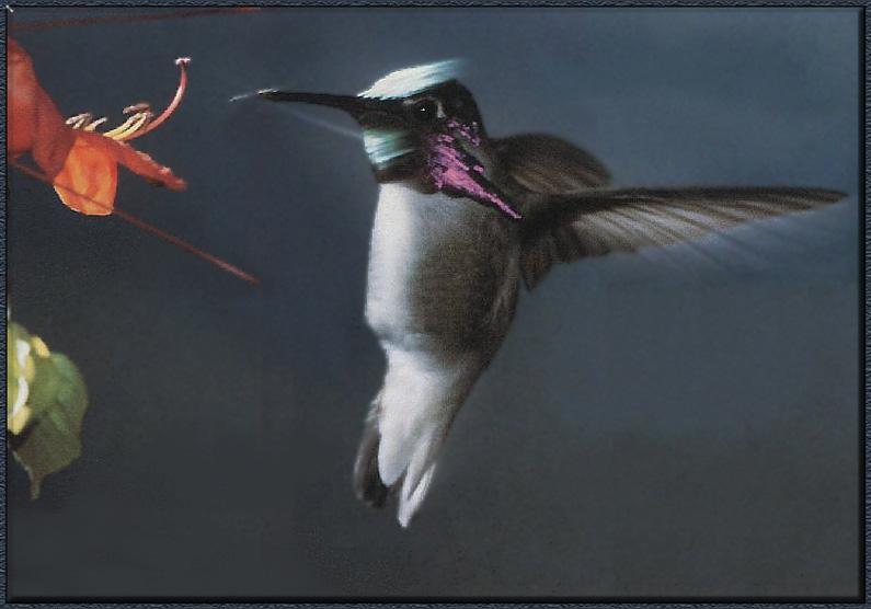 Hummingbird - Costa's; DISPLAY FULL IMAGE.