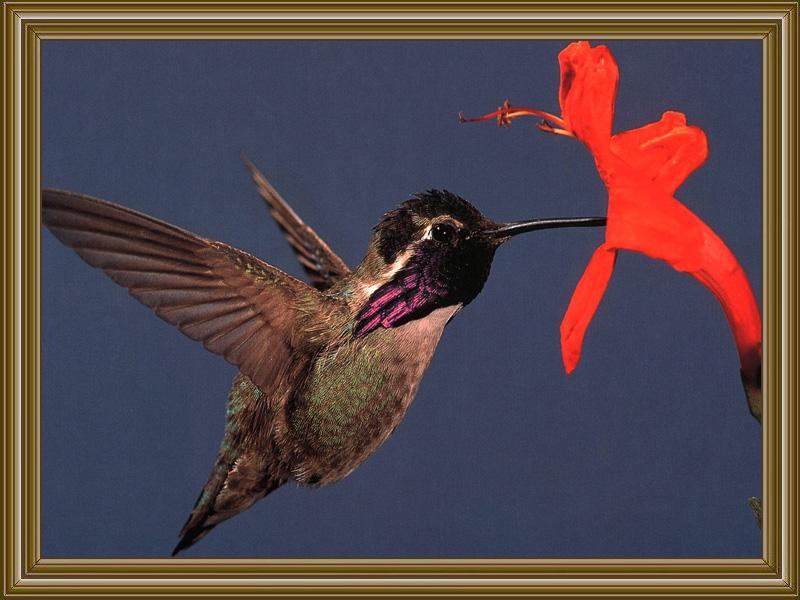 Costa's Hummingbird (12); DISPLAY FULL IMAGE.
