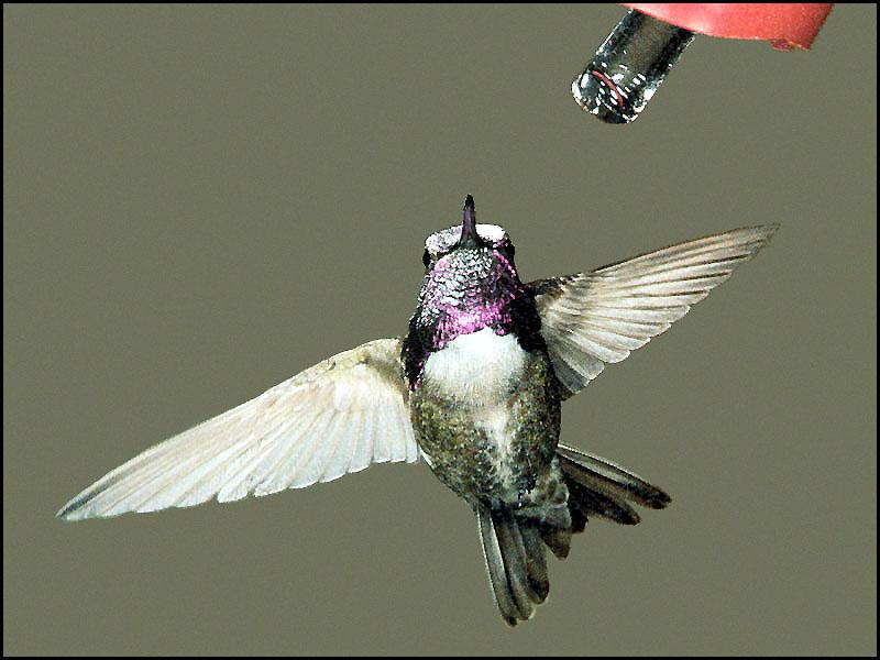 Hummingbird - Costa's Hummingbird 14; DISPLAY FULL IMAGE.