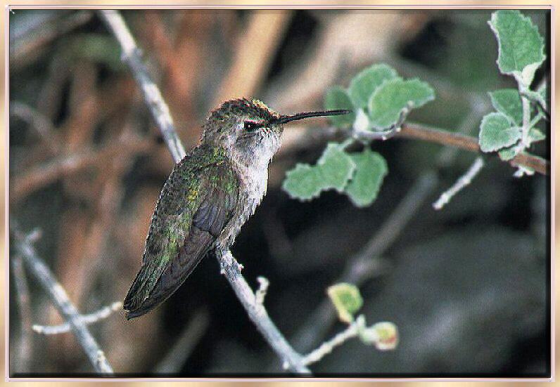 Hummingbird - Costa's (Female); DISPLAY FULL IMAGE.