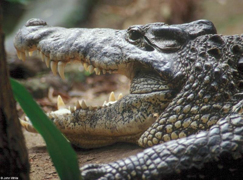 Cuban Crocodile 2 (close-up) - Crocodylus rhombifer; DISPLAY FULL IMAGE.