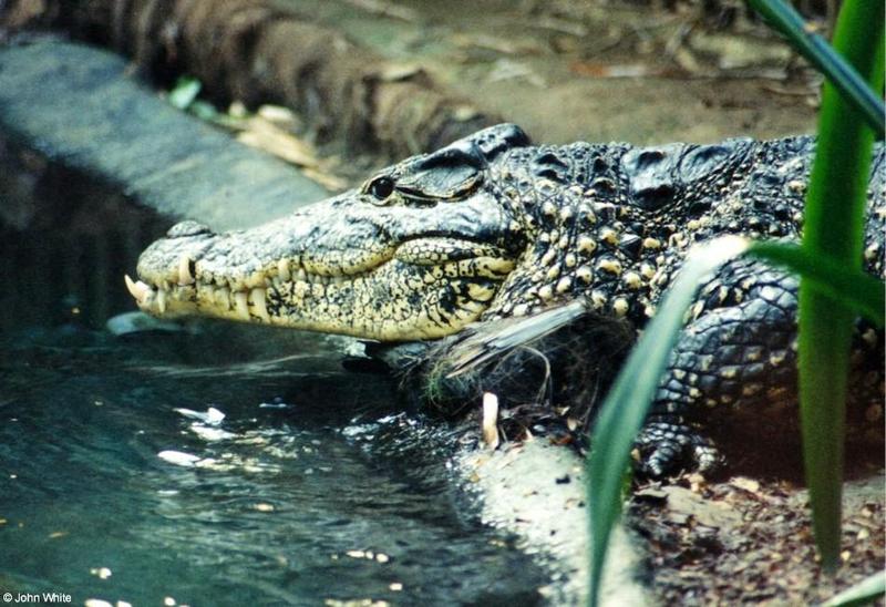 An Unhappy Cuban Crocodile, Crocodylus rhombifer; DISPLAY FULL IMAGE.