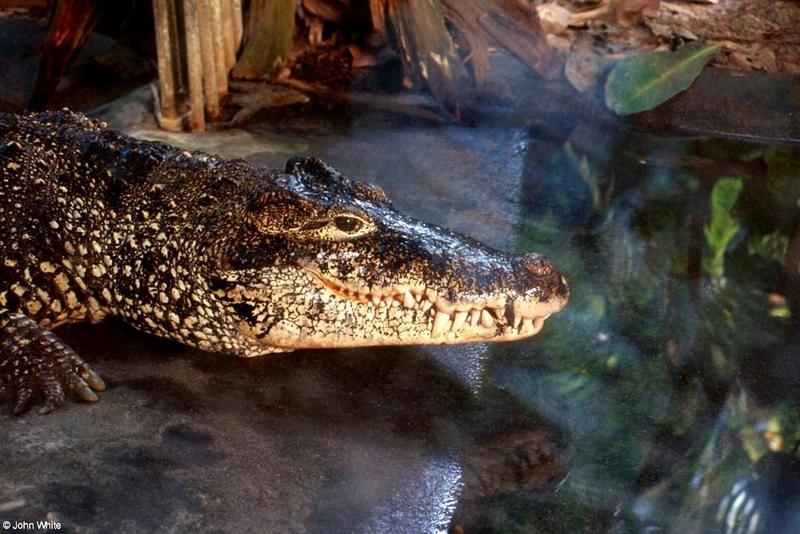 Cuban Crocodile - Crocodylus rhombifer; DISPLAY FULL IMAGE.