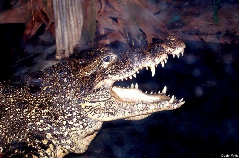 Another Happy Cuban Crocodile, Crocodylus rhombifer; DISPLAY FULL IMAGE.