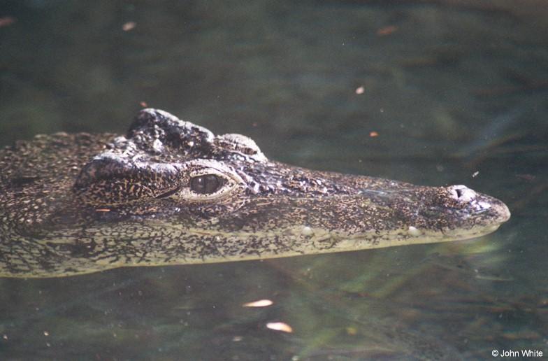 Cuban Crocodile - Crocodylus rhombifer; DISPLAY FULL IMAGE.