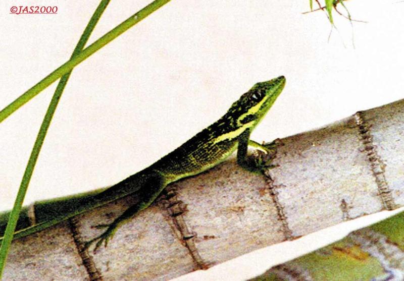 Repost with correct names.Sorry about that. File 02 of 14 - CubanKnightAnole1.jpg (1/1); DISPLAY FULL IMAGE.