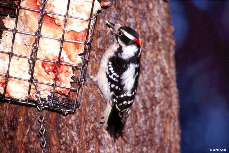 Downy Woodpecker (Picoides pubescens) [male]; DISPLAY FULL IMAGE.