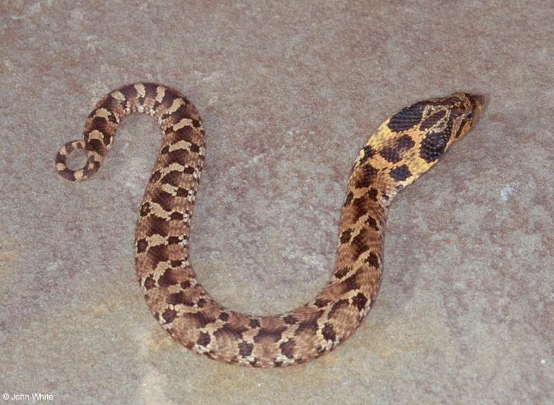 Eastern Hognose Snake; DISPLAY FULL IMAGE.
