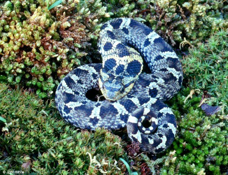 Eastern Hognose Snake (black color phase) 2; DISPLAY FULL IMAGE.