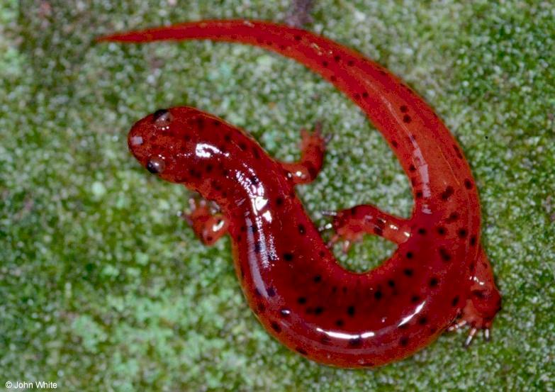 Eastern Mud Salamander (Pseudotriton m. montanus)1; DISPLAY FULL IMAGE.