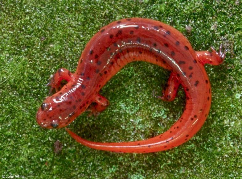 Eastern Mud Salamander (Pseudotriton m. montanus)2; DISPLAY FULL IMAGE.