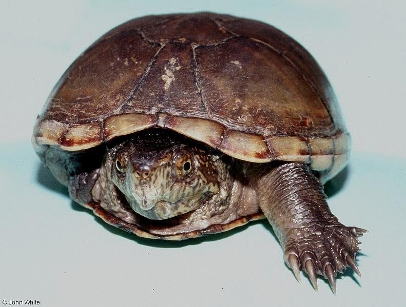 A 3 legged turtle; DISPLAY FULL IMAGE.