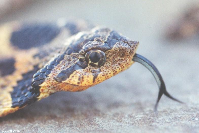 Eastern Hognose Snake Close-up; DISPLAY FULL IMAGE.