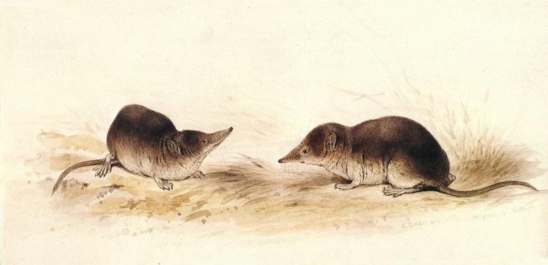 Some Birds, 2 shrews and a tortoise_Common-&-Water-Shrews; DISPLAY FULL IMAGE.