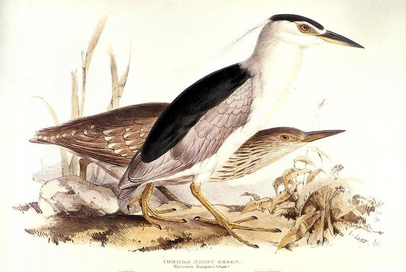 Some Birds, 2 shrews and a tortoise_Common Night Heron; DISPLAY FULL IMAGE.